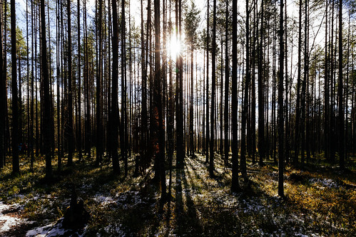 rautavaara finland suomi tiilikkajärvinationalpark tiilikkajärvenkansallispuisto aurinko sun theacademytreealley metsä forest