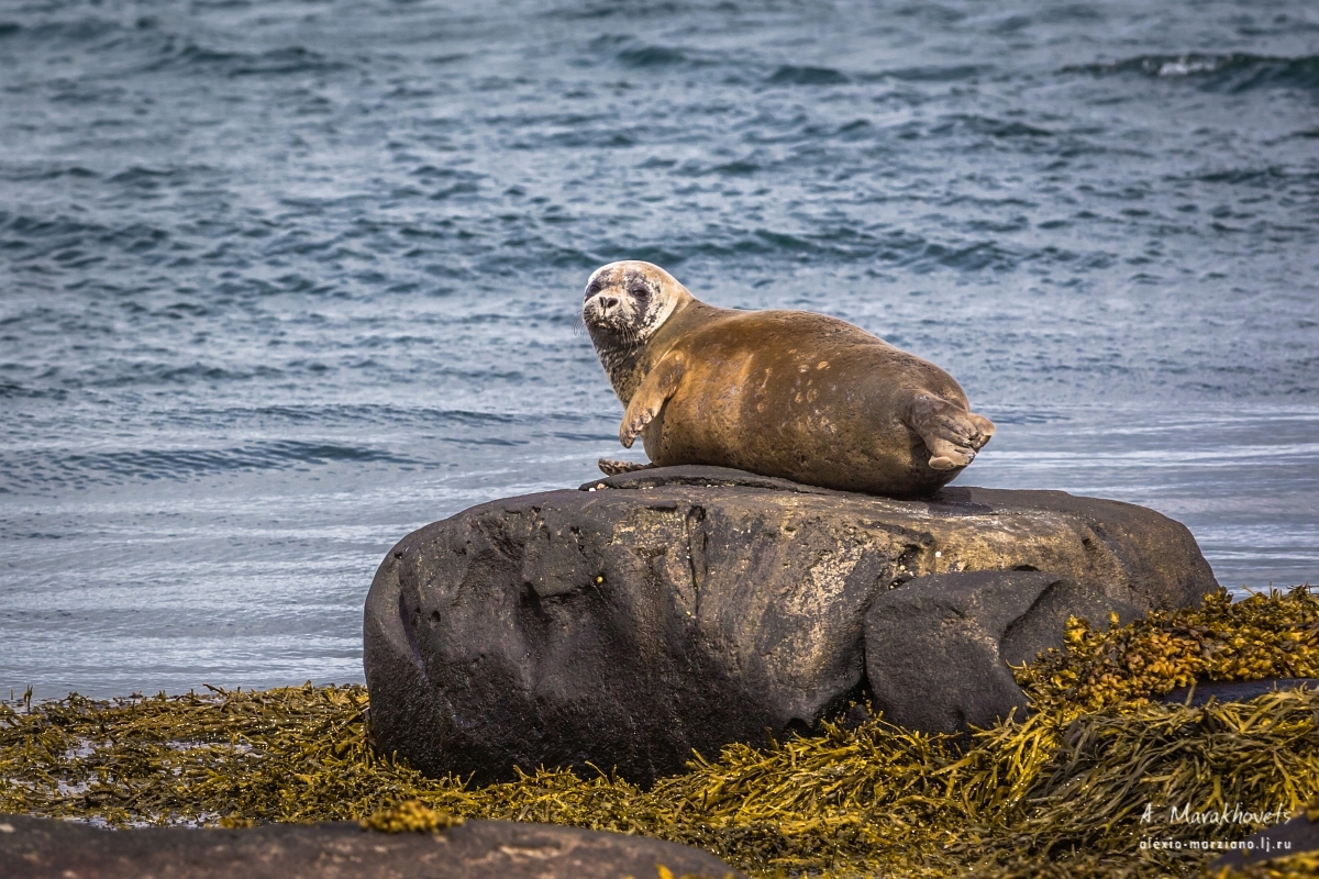 Исландский тюлень, когда работать лень