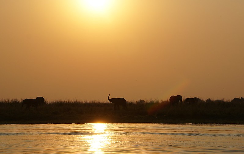 Chobe Riverfront: safari en 4x4 y crucero por el río - BOTSWANA, ZIMBABWE Y CATARATAS VICTORIA: Tras la Senda de los Elefantes (43)