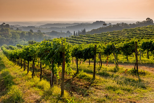 tuscany vineyards sangimignano layers sunrise morning sumer mist mistylayers grapes italy chianti