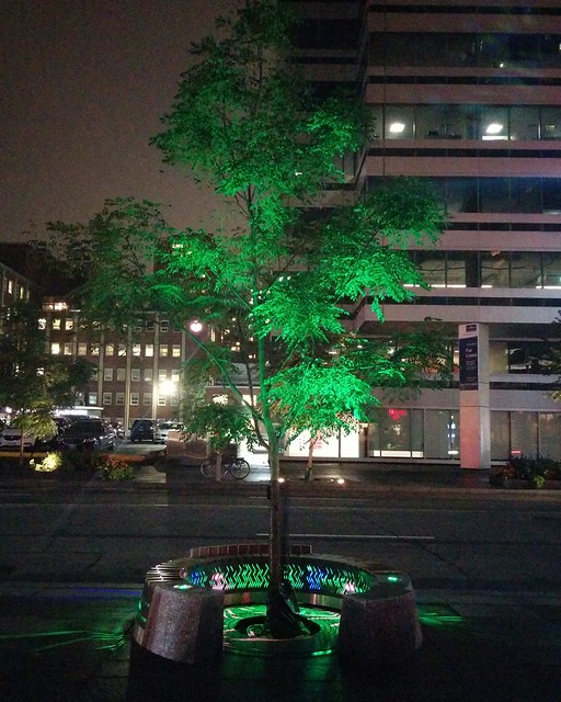 Tree aglow #toronto #bloorstreet #bloorstreeteast #trees #night #lights #green #blue