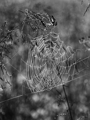 2018 cahokiamounds canon eos7d horseshoelake illinois midwest october deer nature sunrise water wildlife spider web spiderweb