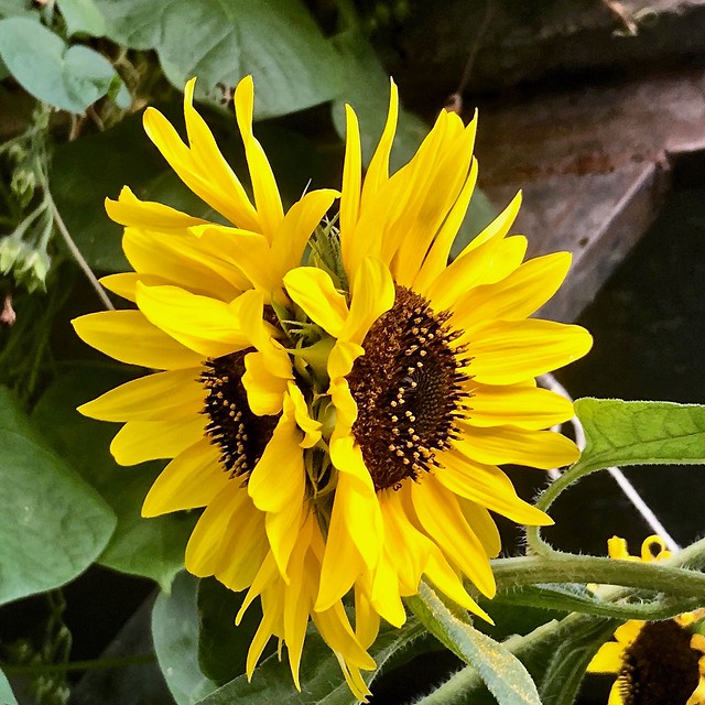 Double sunflower