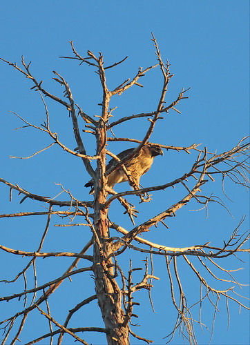 redtailedhawk hawk raptor deadtree tree sunset