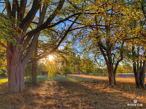 sunrise autumn fall champoeg oregon oak oaktrees branches grass meadow morning