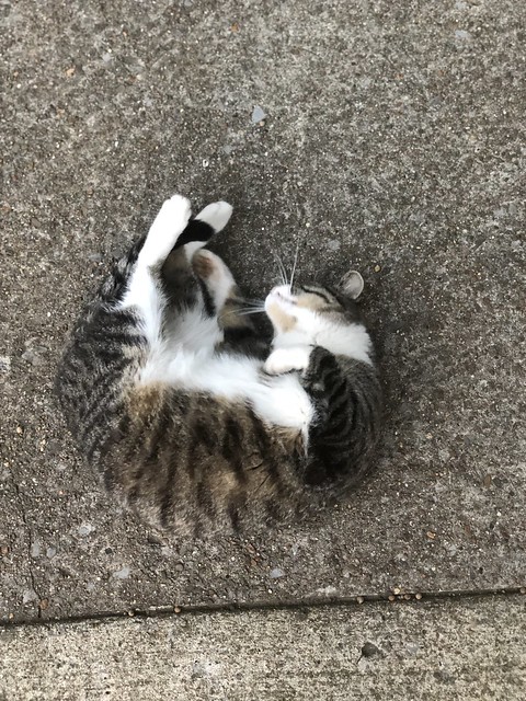 neighborhood cat