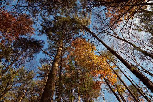 soe transition trees tall sky autumn fall season leaves foliage nature outdoors sweetarrowlakecountypark pennsylvania schuylkillpennsylvania