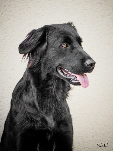 Adorable black dog