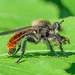 Robber Fly - Laphria janus (Asilidae, Laphriinae} 118z-6133853