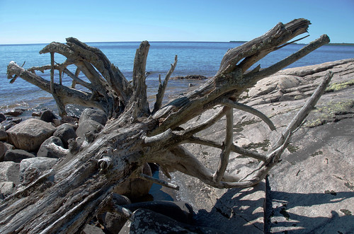Lake Superior Park - washed up tree trunk on the lake