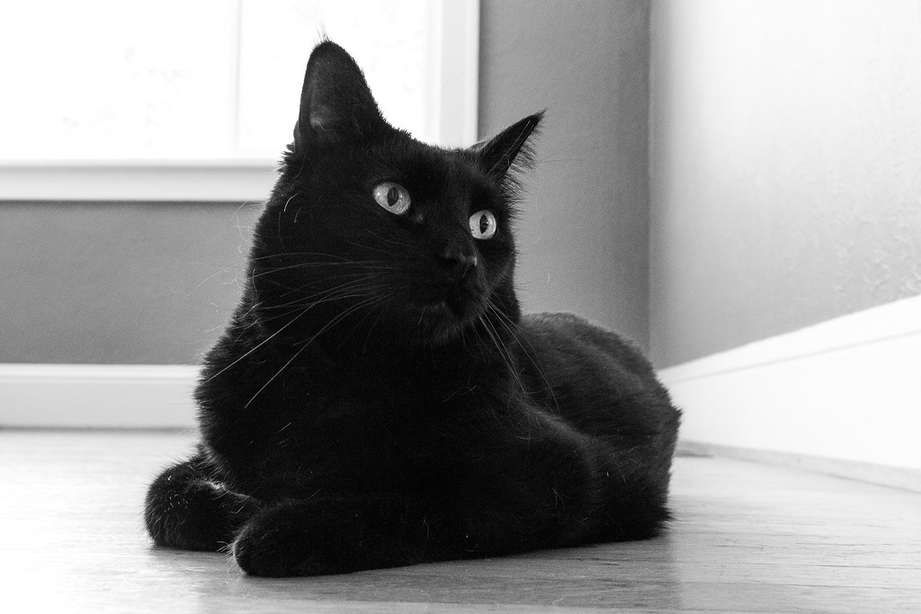 A black-and-white portrait of Emma in 2013, resting on the hardwood floor of the dining room of our house in Portland, Oregon