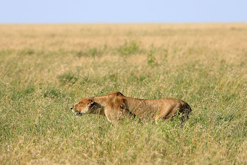 Stalking lioness