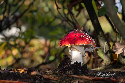 digifred 2018 nikond500 nederland netherlands holland forest mushrooms autumn flyagaric bos paddenstoelen herfst vliegenzwam amanitamuscaria