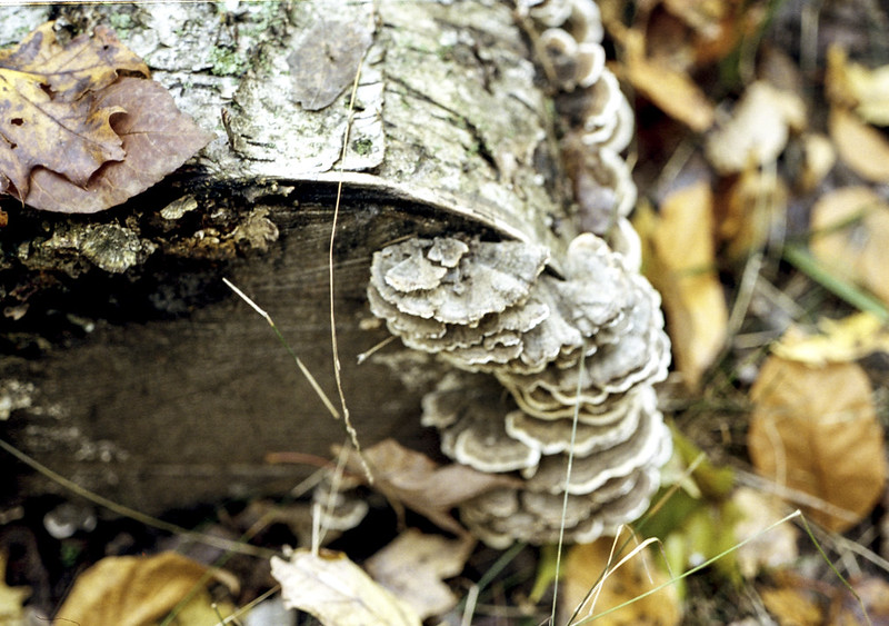 Fungus on the Log