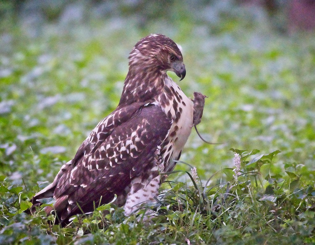 Tompkins red-tail fledgling chest-bumps a mouse