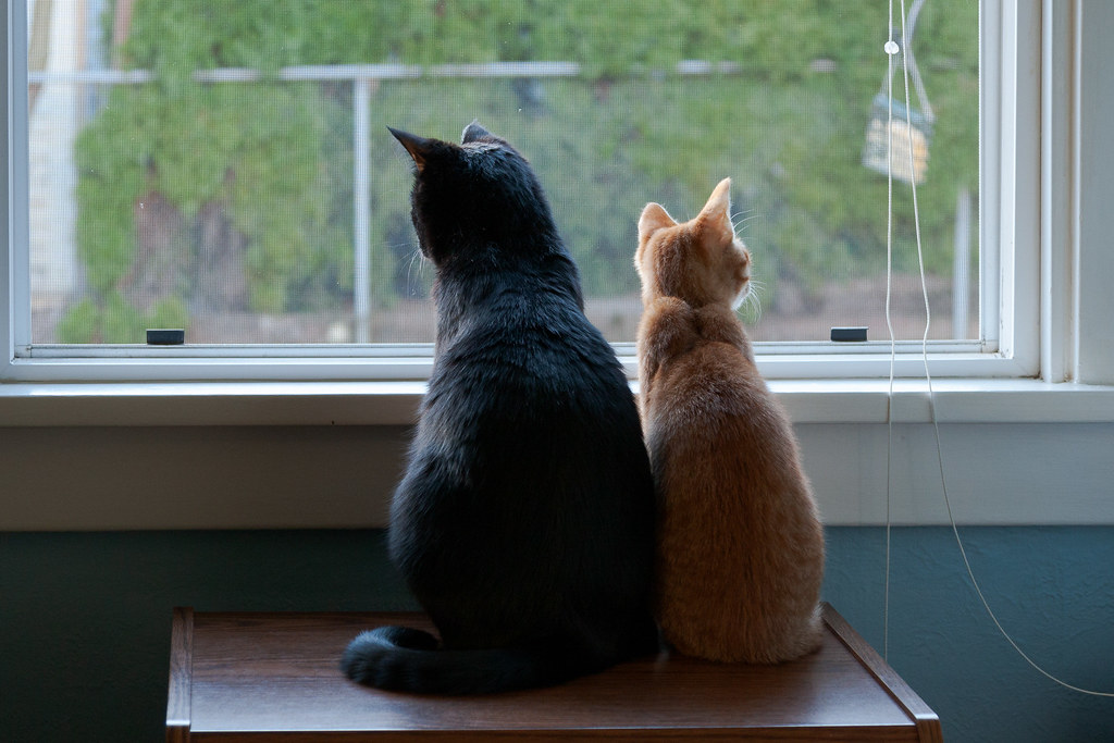 Our black cat Emma and our orange tabby kitten Sam sit side by side as they look out the window in my office into the backyard