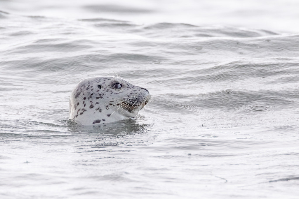 A harbor seal sticks its head out of the water as rain creates ripples in the waves around it at Yaquina Head Outstanding Natural Area in Newport, Oregon
