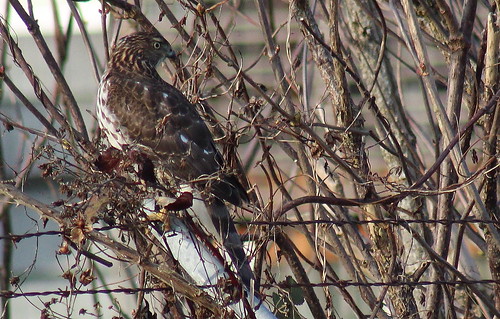 birdsofwashington bird washingtonbirds hawk coopershawk accipitercooperii