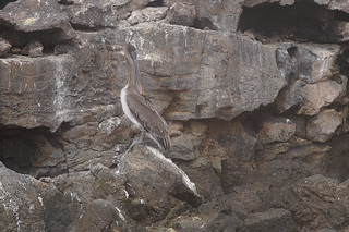 19-231 Bruine pelikaan