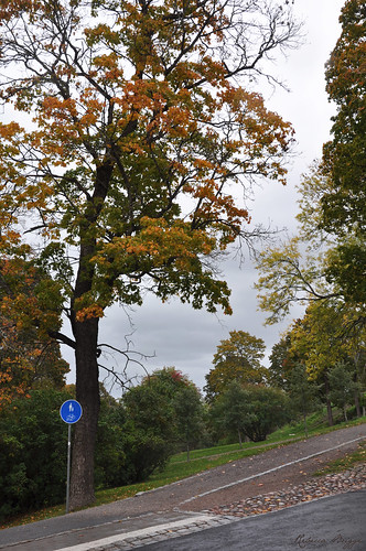 sweden sverige schweden suecia suède svezia スウェーデン uppsala autumn fall höst herbst otoño automne autunno 秋 あき