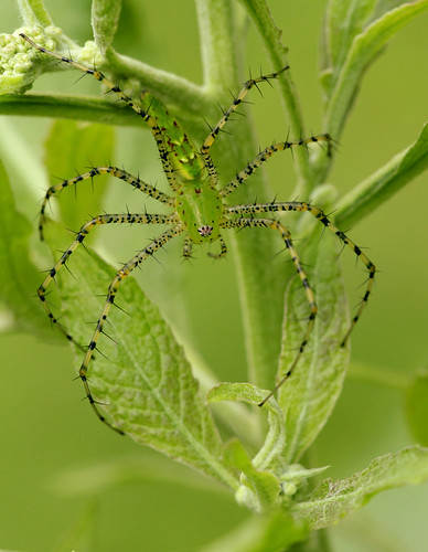 arthropod spider araneae oxyopidae peucetia peucetiaviridans lynxspider greenlynxspider northcarolina piedmont sigma150mmexdgf28macro arachtober