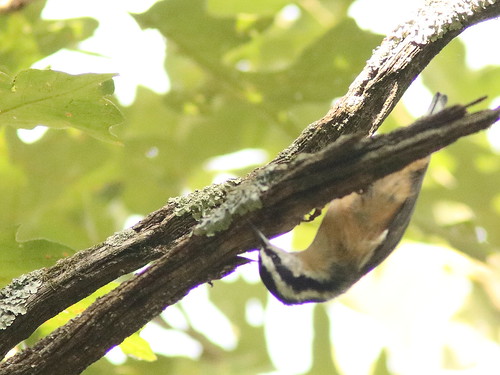 Red-breasted Nuthatch 05-20180920
