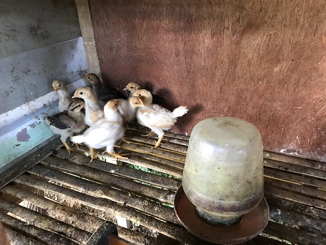 growing chicks
