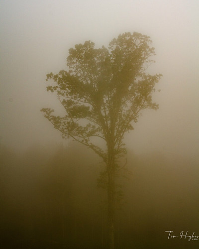 fog tree leaves clouds alabama mountains bryant