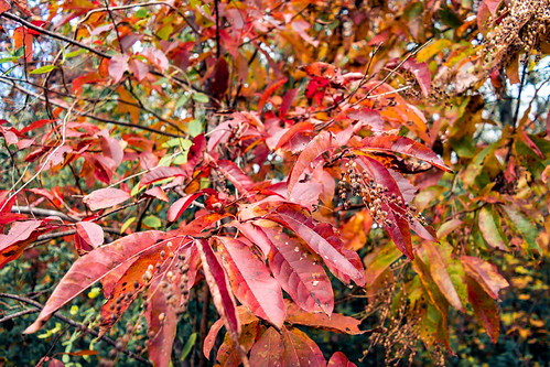 thecolorsofautumn color autum red yellow orange nature leaf nikon nikkor
