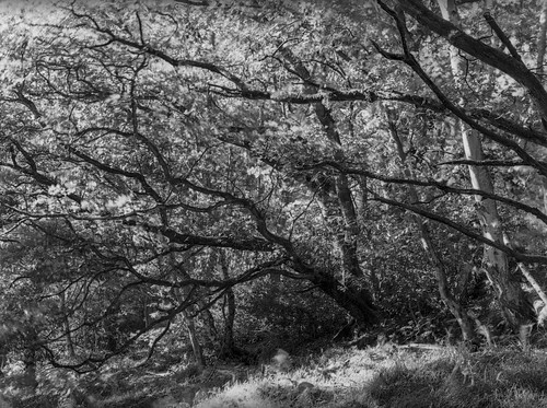 hyonswood blackandwhite monochrome mediumformat ancientwoodland ruralnortheast mamiya trees leaves