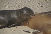 19-039 Zeeleeuwen Darwins beach