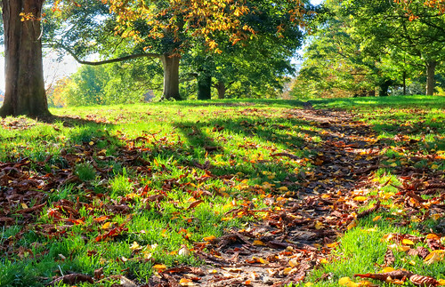 autumnsunlight autumnleaves autumn knavesmire knavesmirestray walkers jogger trees yorkshire york northyorkshire yorkshirelandscape landscape hdr micklegatestray godsowncounty