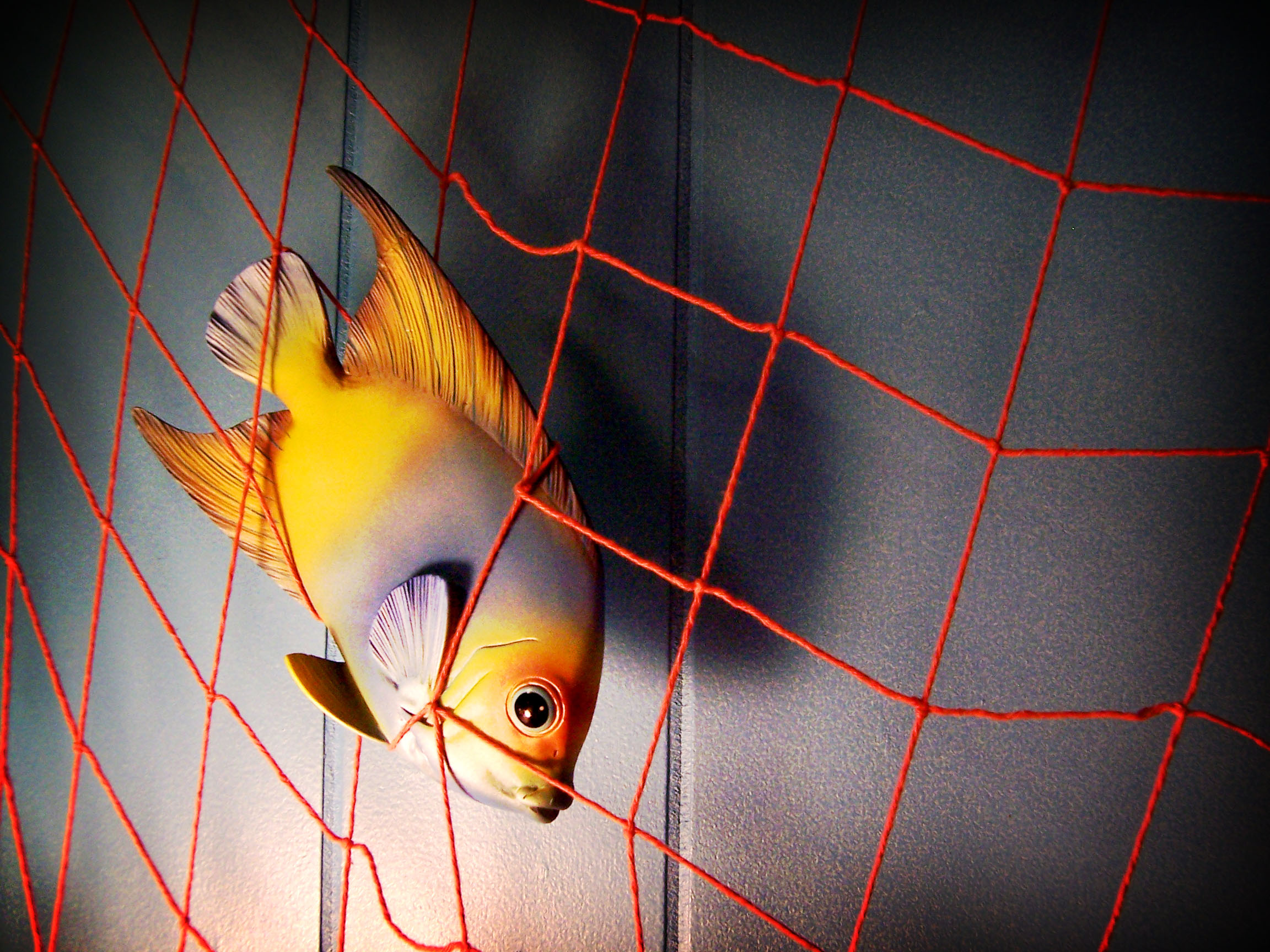 A yellow plastic fish caught in a net hangs against a grey cubicle wall