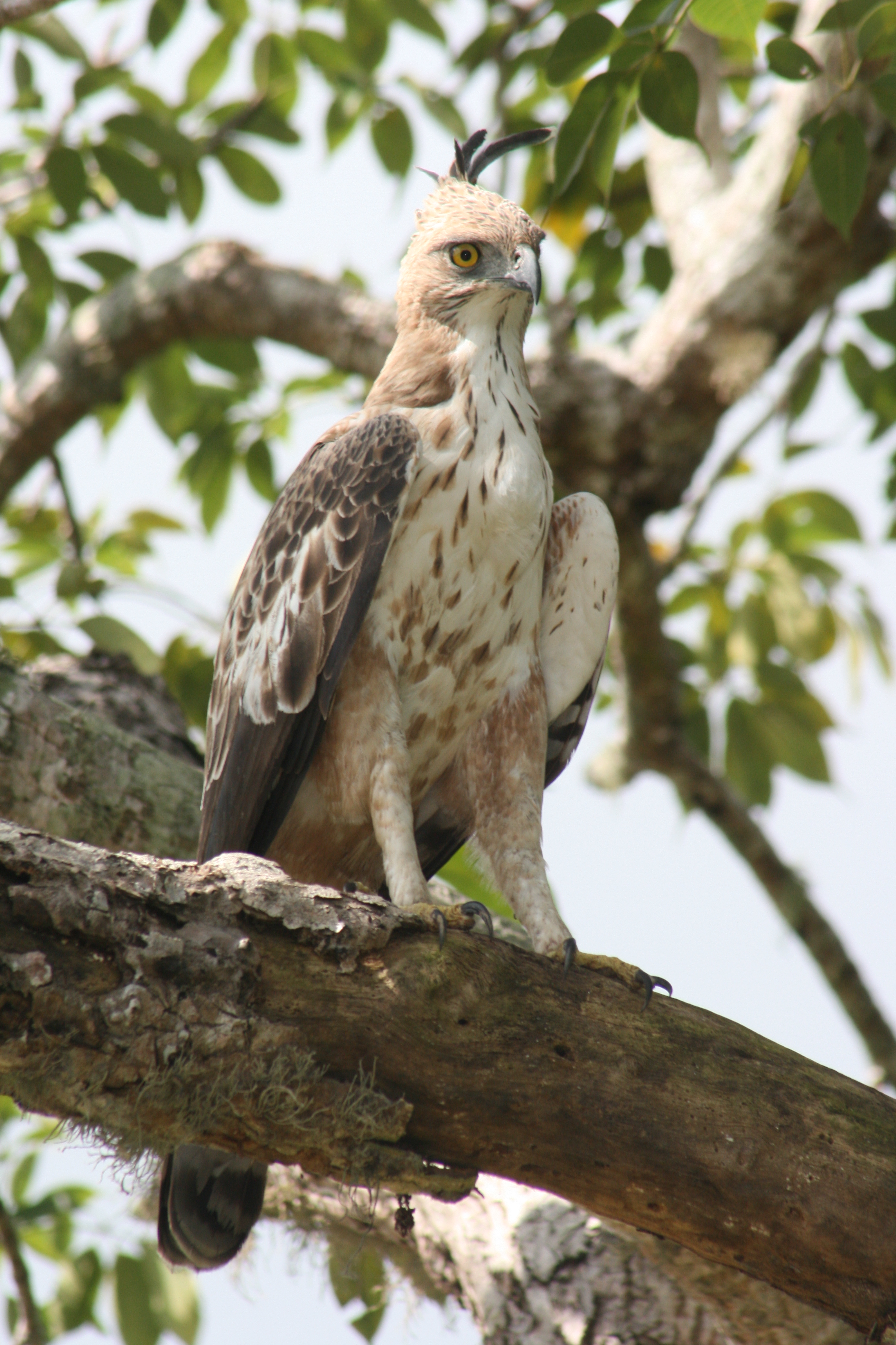 Eagle @ Kumana National Park
