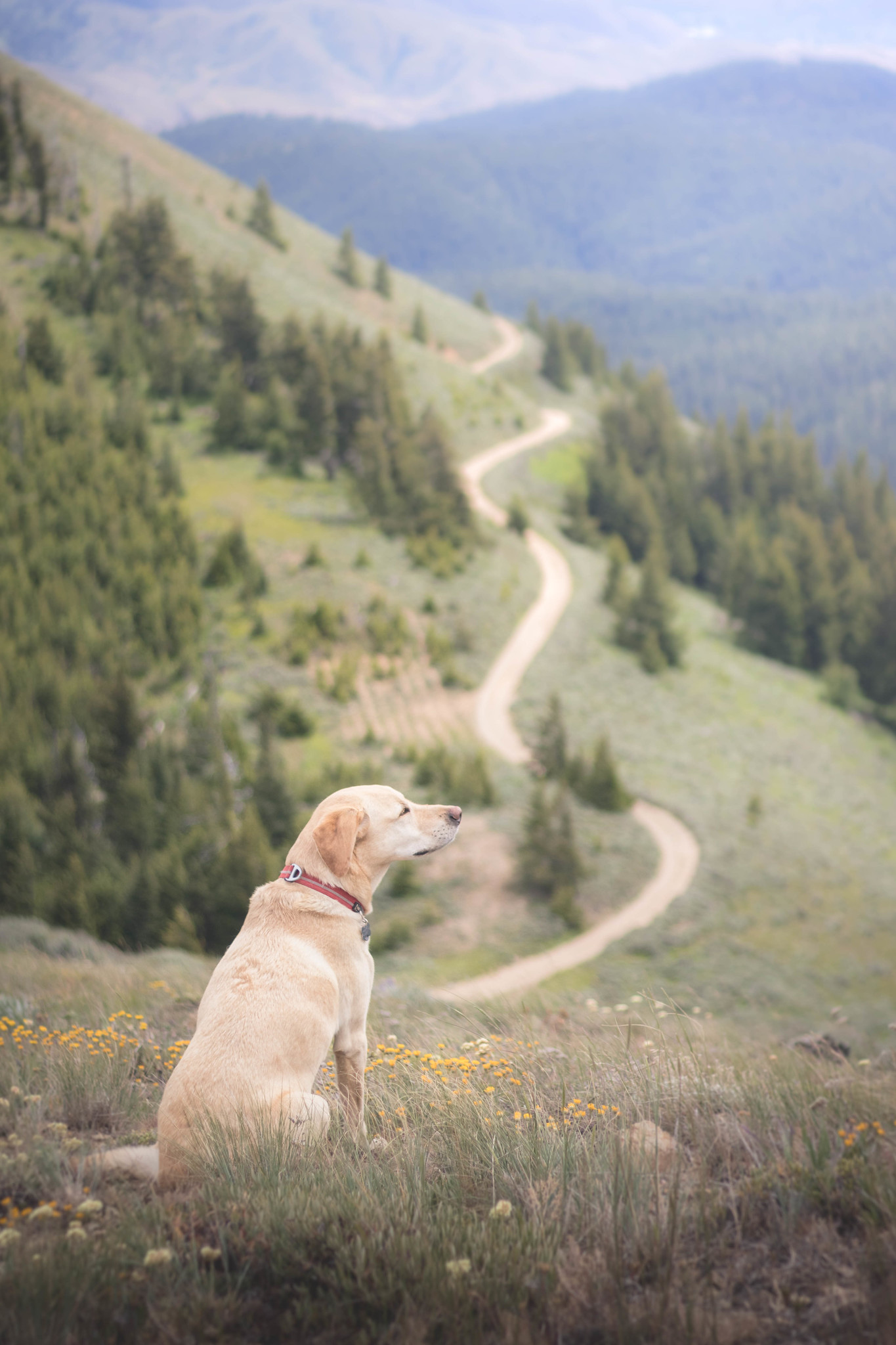 Summit dogs on Chumstick Mountain